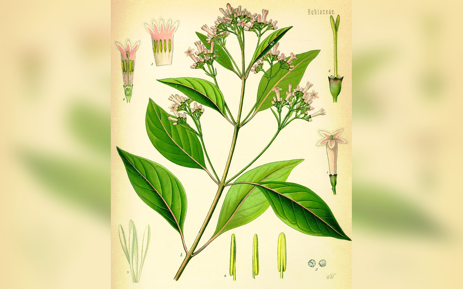Botanical illustration of a cinchona plant with leaves, flower clusters, and seed details
